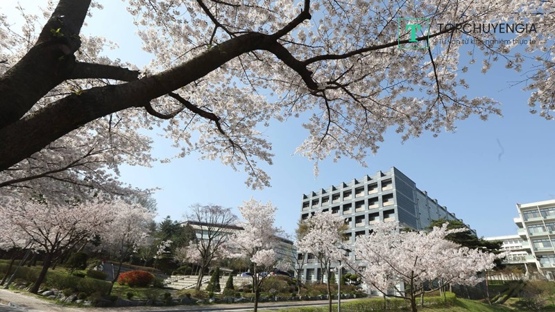 đánh giá đại học Myongji