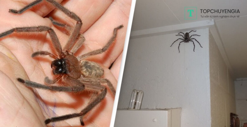 Hội chứng sợ nhện có những biểu hiện gì
