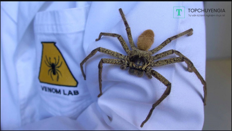 Làm sao để khắc phục hội chứng sợ nhện?